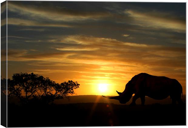 Majestic Rhino at Sunset Canvas Print by Jonathan Pankhurst