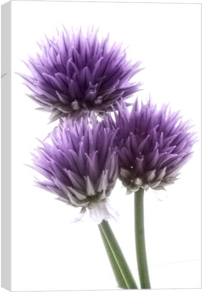 Chives, herb in flower Canvas Print by Jonathan Pankhurst