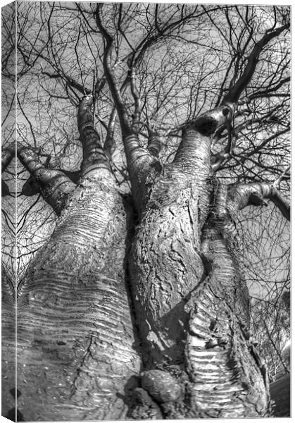The love trees Canvas Print by Jonathan Pankhurst