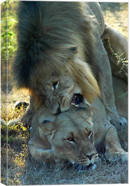 Lions mating Canvas Print by Jonathan Pankhurst
