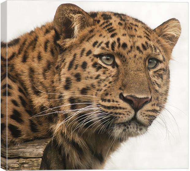 Amur Leopard Canvas Print by John Dickson