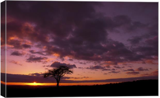 Lonely Tree At Sunset Canvas Print by John Dickson
