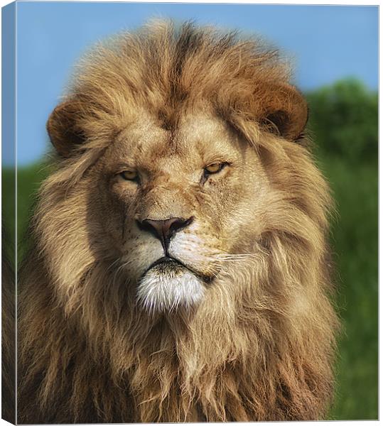 Lion Portrait Canvas Print by John Dickson