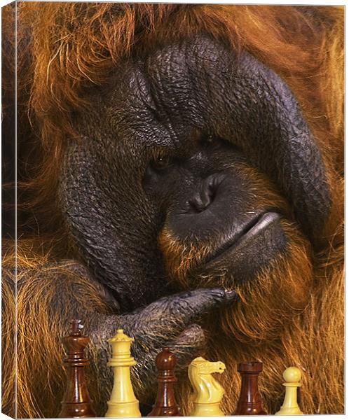 Orangutan Playing Chess Canvas Print by John Dickson