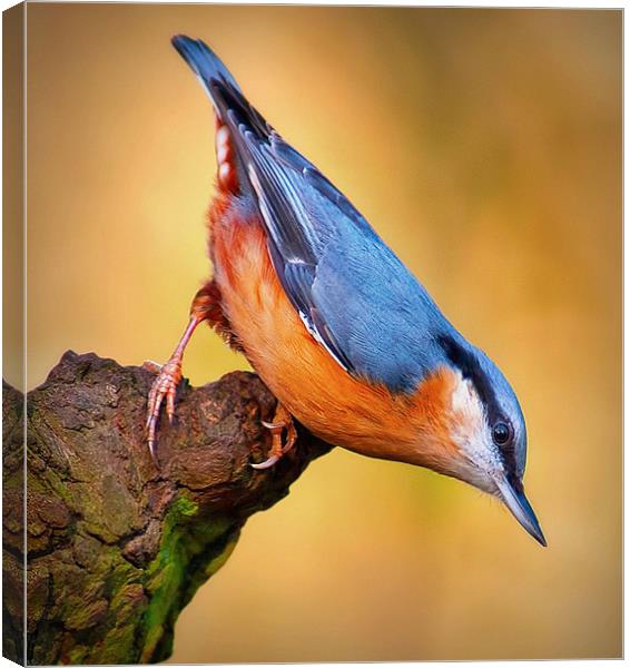 Nuthatch Canvas Print by John Dickson