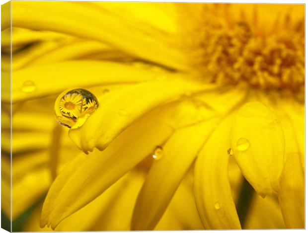 Flower Reflection In A Droplet Canvas Print by John Dickson