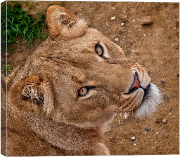 Lioness Portrait Canvas Print by John Dickson