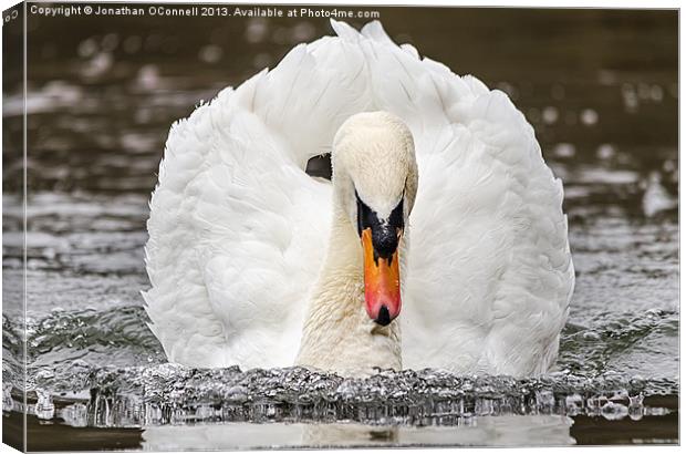 Swan Canvas Print by Jonathan OConnell