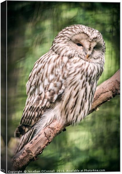 Ural Owl Canvas Print by Jonathan OConnell