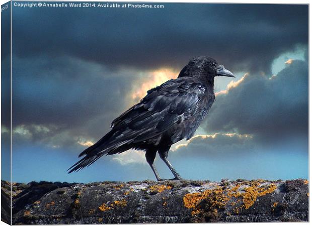 Rook on the Roof. Canvas Print by Annabelle Ward