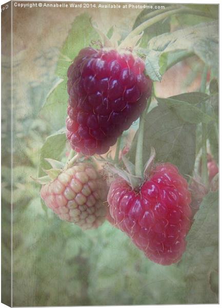 Raspberries Canvas Print by Annabelle Ward