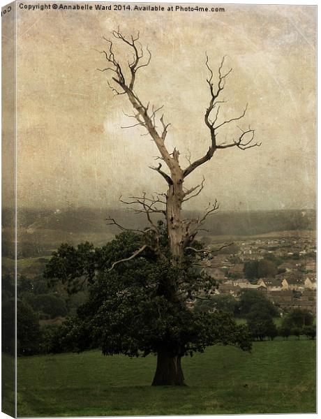 The Skeletal Tree Canvas Print by Annabelle Ward