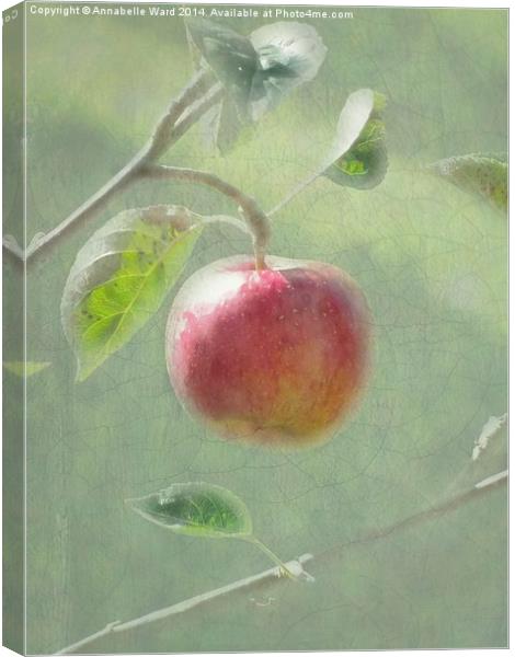 Apple of my Eye. Canvas Print by Annabelle Ward