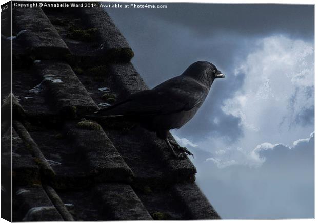 Jackdaw on storm watch. Canvas Print by Annabelle Ward