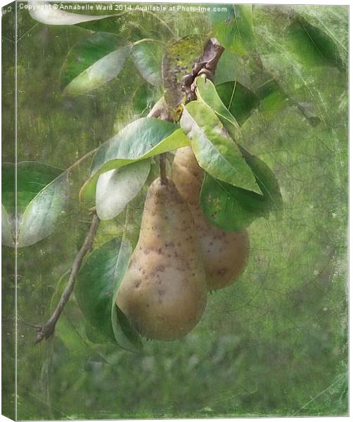 A Pair of Pears Canvas Print by Annabelle Ward
