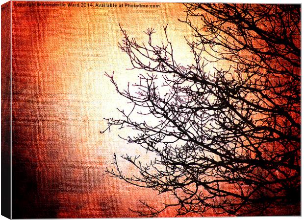 Red and Dead Branches Canvas Print by Annabelle Ward