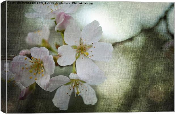 Kiss of Blossom Canvas Print by Annabelle Ward