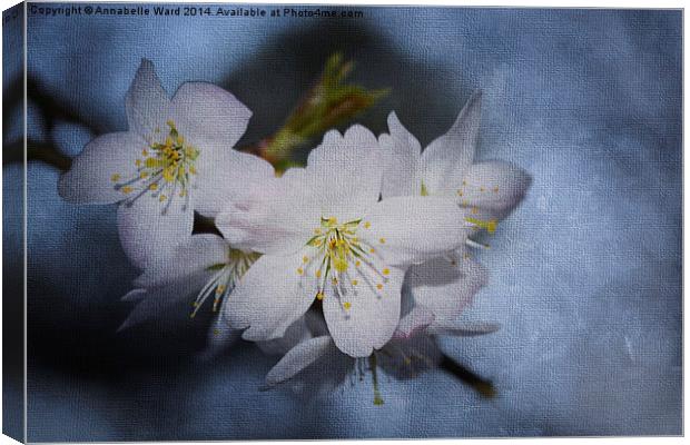 Springtime Blossom. Canvas Print by Annabelle Ward