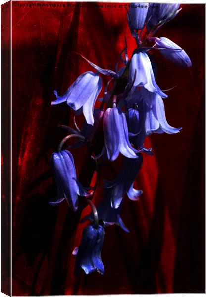 Bluebells on Red Canvas Print by Annabelle Ward