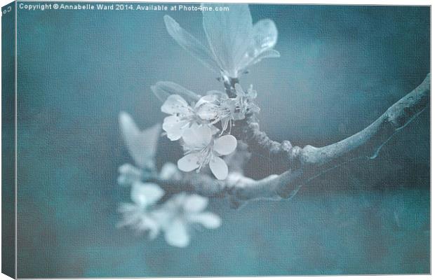 Apple Blossom Blues. Canvas Print by Annabelle Ward