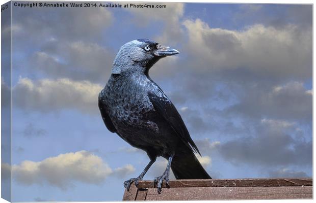 Majestic Jackdaw. Canvas Print by Annabelle Ward