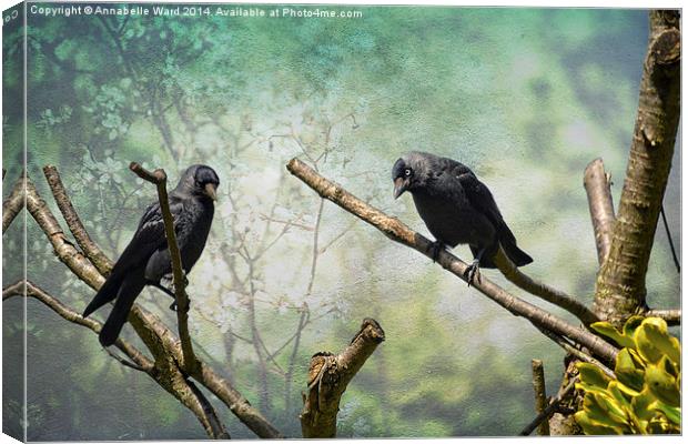 Jackdaw Love Canvas Print by Annabelle Ward