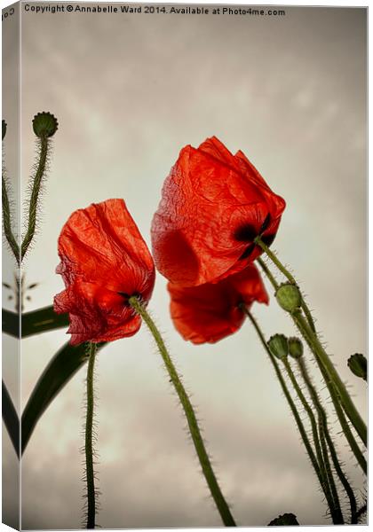 Poppies In The Sky Canvas Print by Annabelle Ward