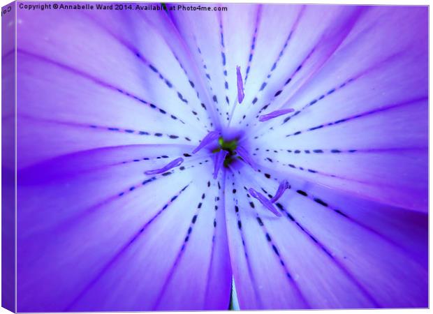 Face of Violet Canvas Print by Annabelle Ward