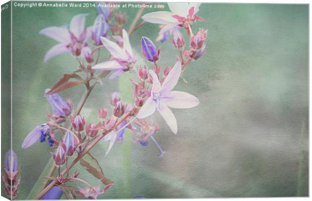  Lilac Looking Glass Flower Canvas Print by Annabelle Ward