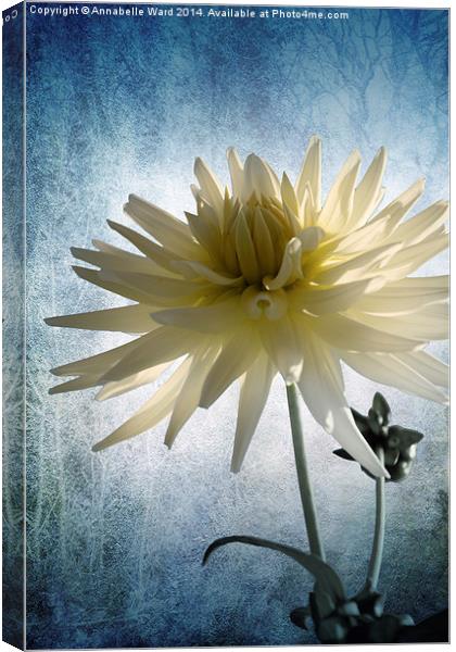  Dazed Dahlia. Canvas Print by Annabelle Ward