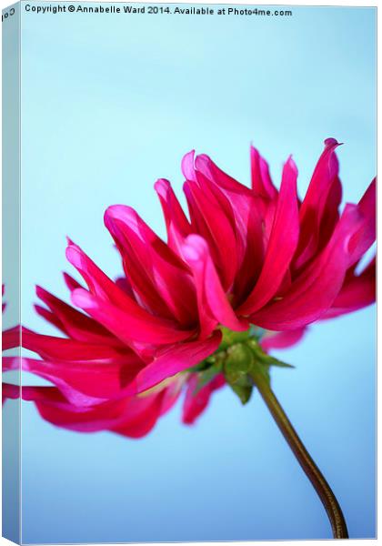  The Dahlia Sky. Canvas Print by Annabelle Ward