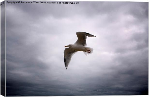  Seagull Soaring. Canvas Print by Annabelle Ward