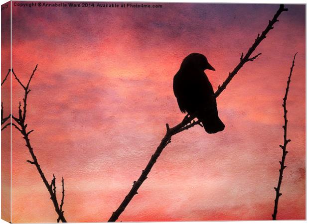  Jackdaw Sunset. Canvas Print by Annabelle Ward
