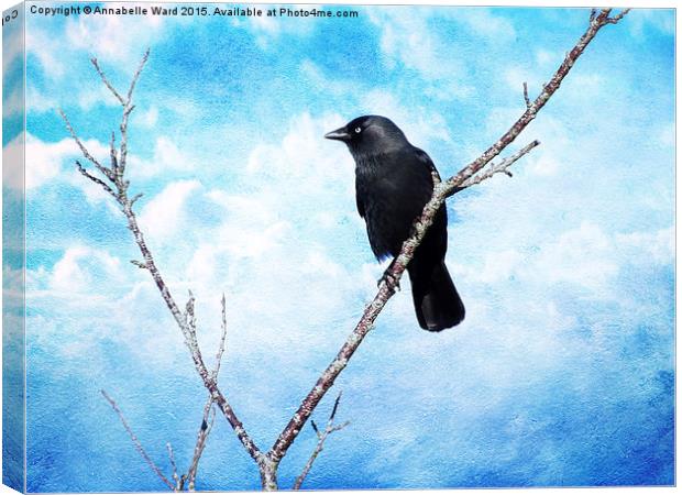  Jackdaw on Blue. Canvas Print by Annabelle Ward