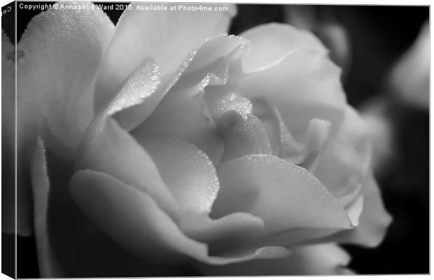  The Black And White Rose. Canvas Print by Annabelle Ward