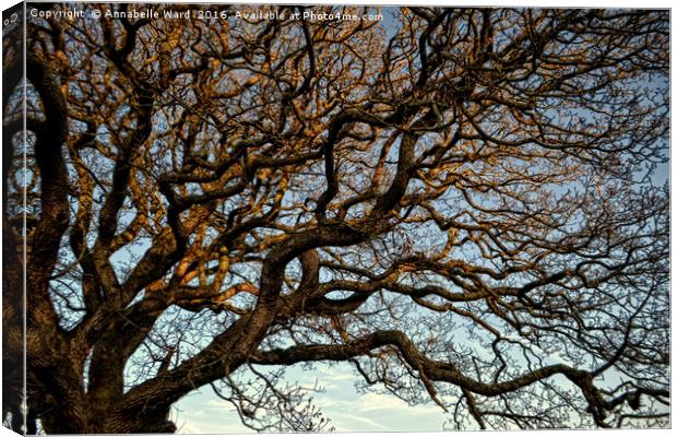 Twisted Winter Tree. Canvas Print by Annabelle Ward