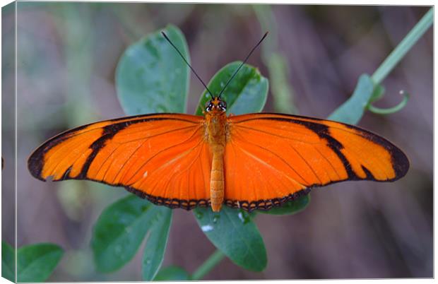 Orange Butterfly Canvas Print by Adrian Thurm