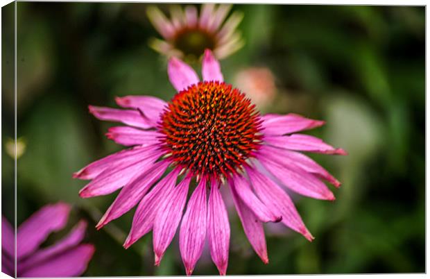 Pink Flower Canvas Print by Adrian Thurm