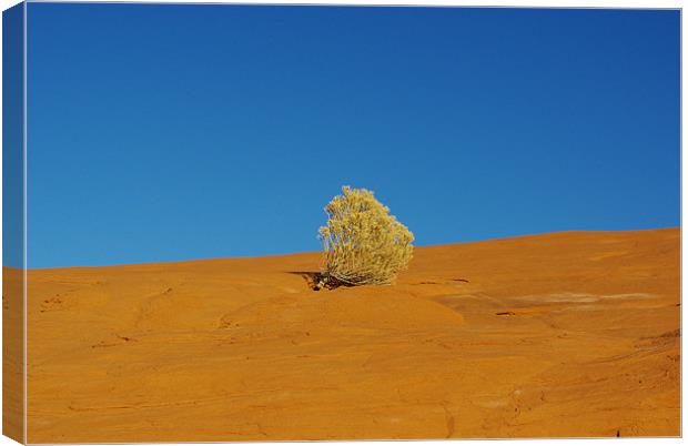 Lonely plant on orange rock plateau under blue sky Canvas Print by Claudio Del Luongo