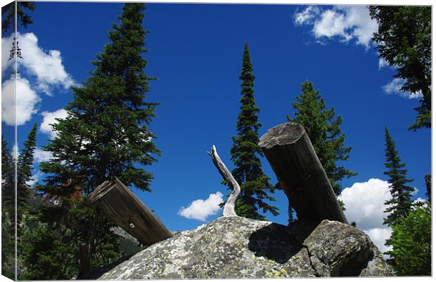 Logs on rock boulder, trees and intense blue sky Canvas Print by Claudio Del Luongo