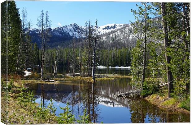 Small lake with forest, Yellowstone Canvas Print by Claudio Del Luongo