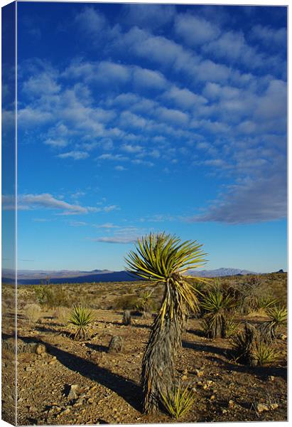 Desert scenery, Nevada Canvas Print by Claudio Del Luongo