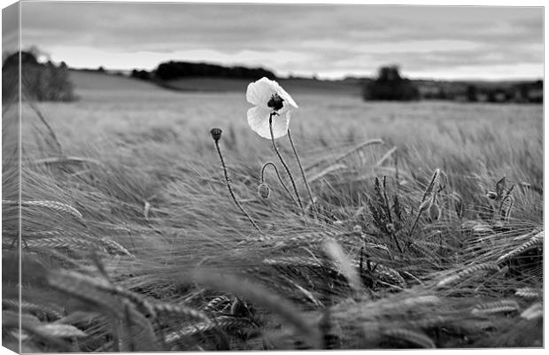 Wind Blown Poppies Canvas Print by Sophie Martin-Castex