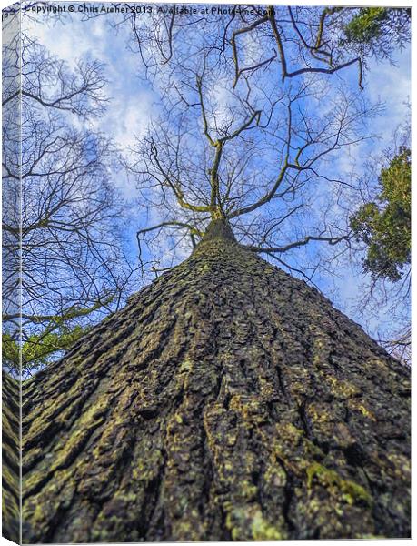 High Rise Tree Canvas Print by Chris Archer