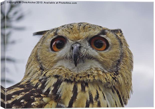 Beady Eyed Owl Canvas Print by Chris Archer