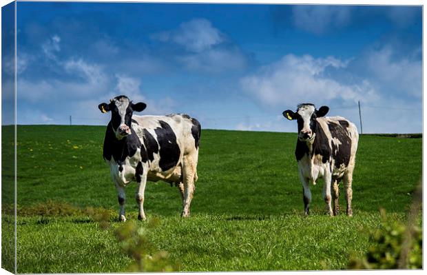 Springtime Dairy Cows Canvas Print by Chris Archer