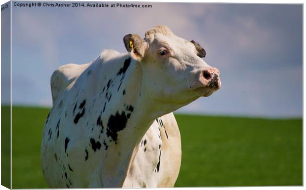 Scottish Dairy Cow Canvas Print by Chris Archer