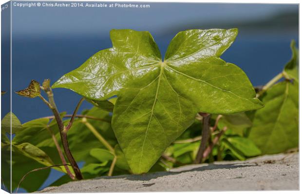 Glistening Young Ivy Canvas Print by Chris Archer