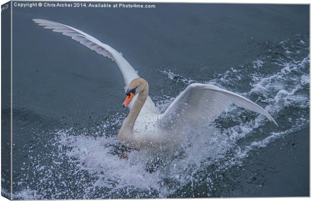 Splash Landing Swan Canvas Print by Chris Archer