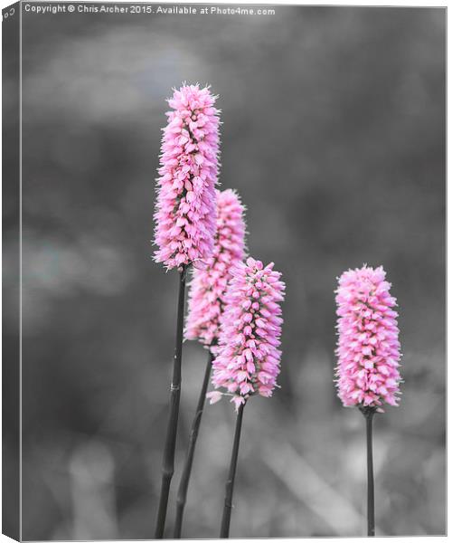 Scottish Wildflowers Canvas Print by Chris Archer